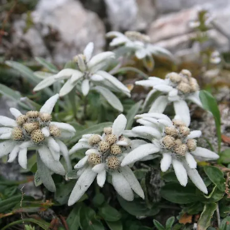 Destina, Bohinj