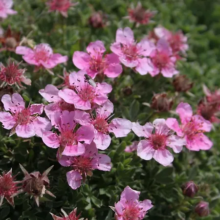 Ostanak kod kuće Destina,