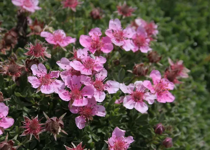 Privat bolig Destina,